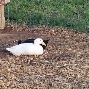 Meet your Posher, Muriel